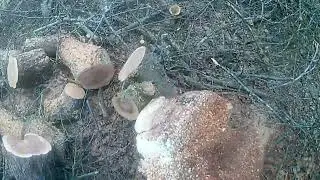 Holzfforma G255 после регулировки карбюратора