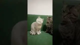 my cat is helicopter