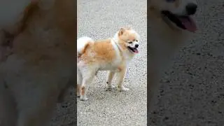 Cute dogs 🐕 barking compilation#99kviral#shorts