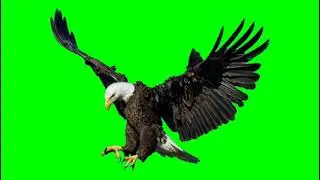 Eagle 🦅 green screen free download - free copyright