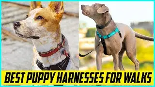 5 Best Puppy Harnesses for Walks