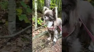 Hmm..🧐 Maybe it was a prince 🐸 waiting for my kiss…😘 What do you think?🤔​⁠@MilaChihuahua