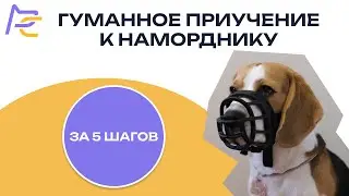 Гуманное приучение собаки к наморднику за 5 шагов