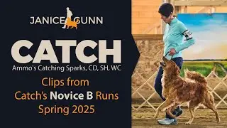 Catch - Ammo's Catching Sparks, CD, WC, MH - various Novice B run clips from Spring 2025