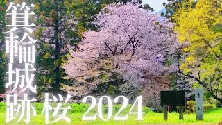 【Kalafina】群馬・高崎 箕輪城跡の桜 Apr.15,2024【春は黄金の夢の中】Cherry blossoms at Minowa Castle Ruins 2024