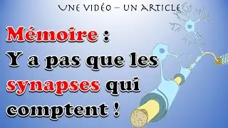 oligodendrogénèse myéline et mémoire - il n'y a pas que le neurones qui comptent !