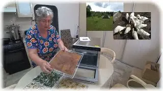 Новая сушилка для сушки продуктов. Новости в хозяйстве. Огород, сад, ягода (уже лакомимся).
