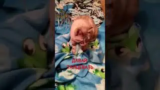 ТАНЕЦ ОТ МУСИКА!!! #кисонька #котик #кошка #котики #кошки #смешныеживотные #кошкавидео #кошкамоя