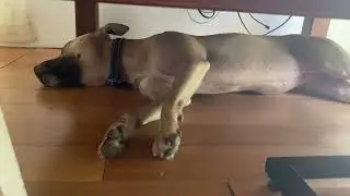 My dog trying to run in her sleep dreaming.  Lol