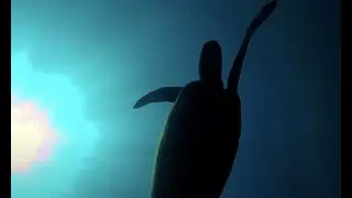 Scuba Diving with Green Turtles In Australia 2014