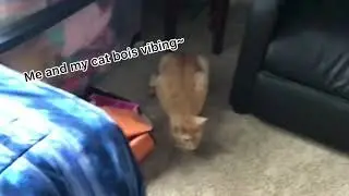 Me and my cat bois vibing~