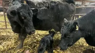 A Day During Calving Season - January 30th, 2024