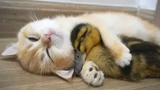 This dark duckling is enjoying the love and warmly hugging from the kitten