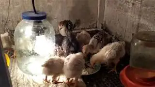 Индюкам две недели.