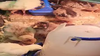 We hatched baby chicks and turkeys