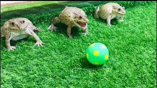 Best fighters frog 🐸  funny frog screaming frog 🐸