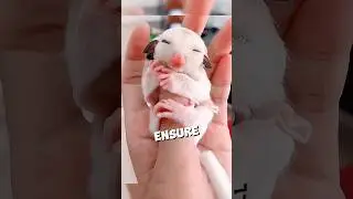 This baby sugar glider had to let go and fly free 🥺❤ 