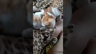 Brother's Love ❤️ #cat #cats