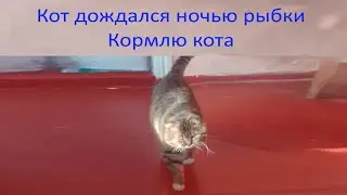 Весёлый котик кушает ночью. Он долго ждал еду.