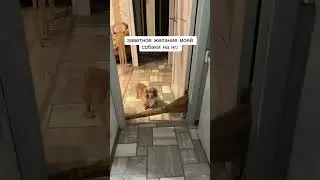 ЖЕЛАНИЕ СОБАКИ НА НГ | tiktok: frances_quinzel