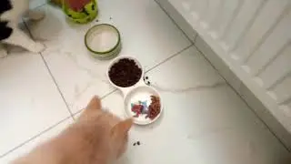 Барсик и Муся кушают мясо