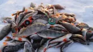 Трофейный окунь на блесну.  | Lure perch