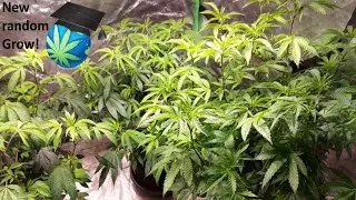 New Light & 3 Great Strains?? Let us GROW! Ft. All New SolarXtreme 500