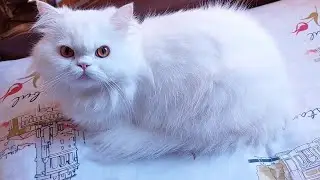 Sweet Long-Haired Cat Turns Herself Into Loaf 🍞