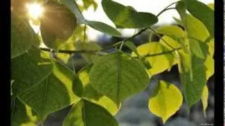 Солнце сквозь листву (аккорды)