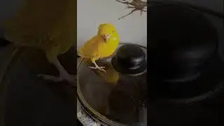 у меня есть шеф повар) #актив #gacha #gachaclub #music #гача #memes #aurora #гачалайф #edit#autotune