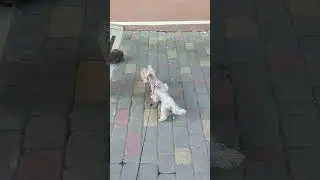 Геленджик. Охота на ёжика🦔 #геленджик #йорки #ежик