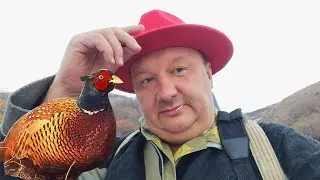 ФАЗАН ПО-ДОМАШНЕМУ. Нашёл для себя лучший вариант ЗАТОЧКИ!