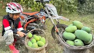 '' Cute Spider Man '' Seyhak harvest mango and cooking - Chef Seyhak