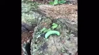 Bug Smash!!!