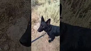 Don't tell anyone I said this!   #dog #puppy #gsd #germanshepherd