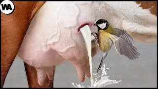 Aposto Que Você Não Sabia Disso