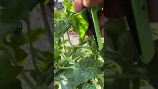 Single stemming tomatoes - Watch out for these suckers.