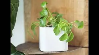 Drooping plants - What Causes & How to Revive from It?