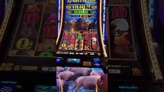 129 spin feature for the win! #buffalo #buffalogold #buffalolink #fypシ
