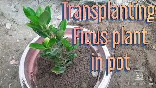 Transplanting ficus plant in big pot || ficus plant from cutting
