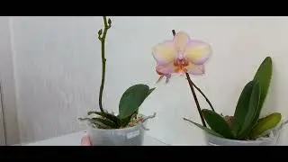 Три орхидеи Мики Смоки Пинк 475 Miki Smoky Pink 475