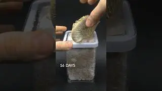 Mushroom in a jar