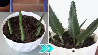 EPISODE 31 HOW TO GROW MOTHER OF MILLIONS PLANT WITH LEAF CUTTING BY SOIL PROPAGATION