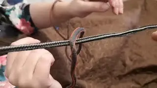 Solution to the wrist ropes puzzle (tied couples)