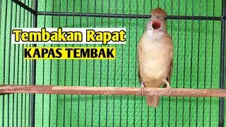 Kapas tembak gacor tembakan rapat
