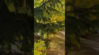 Краски осени 🍃🍂