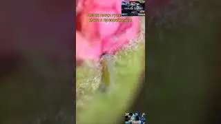 Поиск пищи гусеницей#shorts