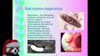 Прокариоты