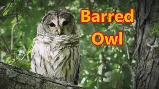 A Barred Owl Stopped by for a visit, and....