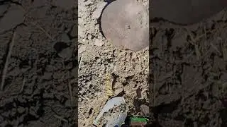 Нашел что то большое и круглое) #коп #questx5 #находки